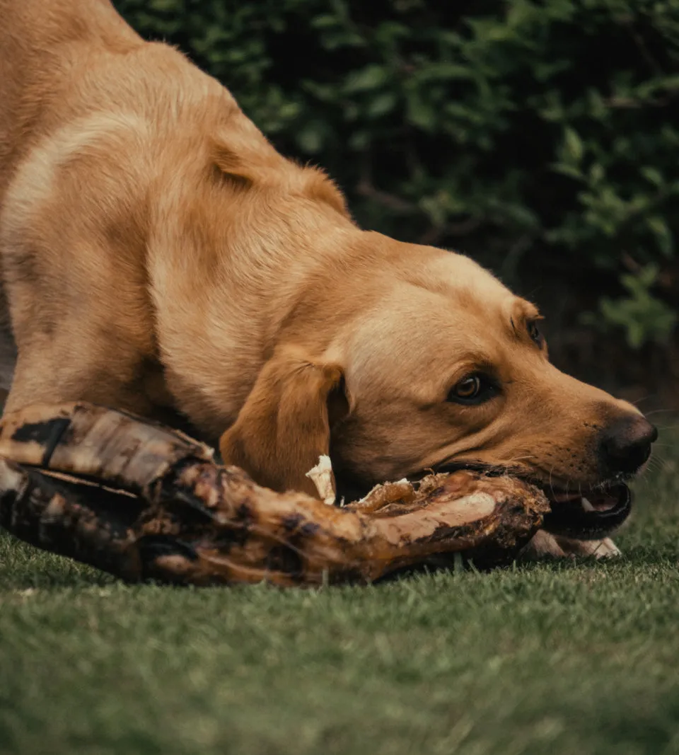 Anco Naturals | Dog Chew Treat | Giant Cow Leg