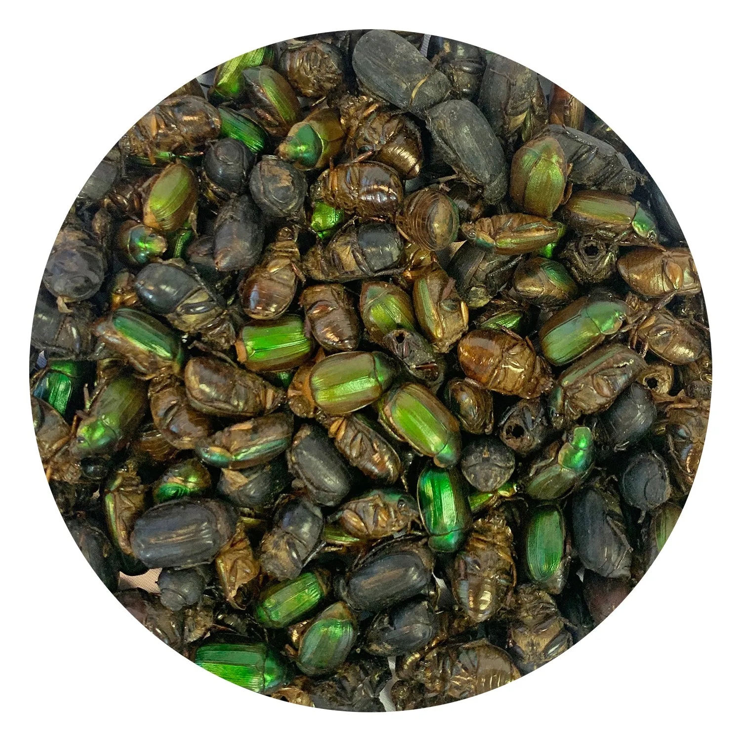 Beetle Craze 2 lb.