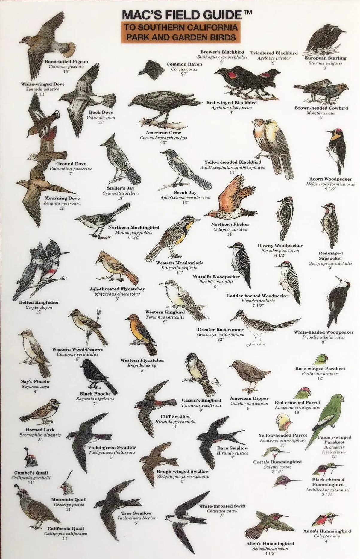 Mac's Field Guide