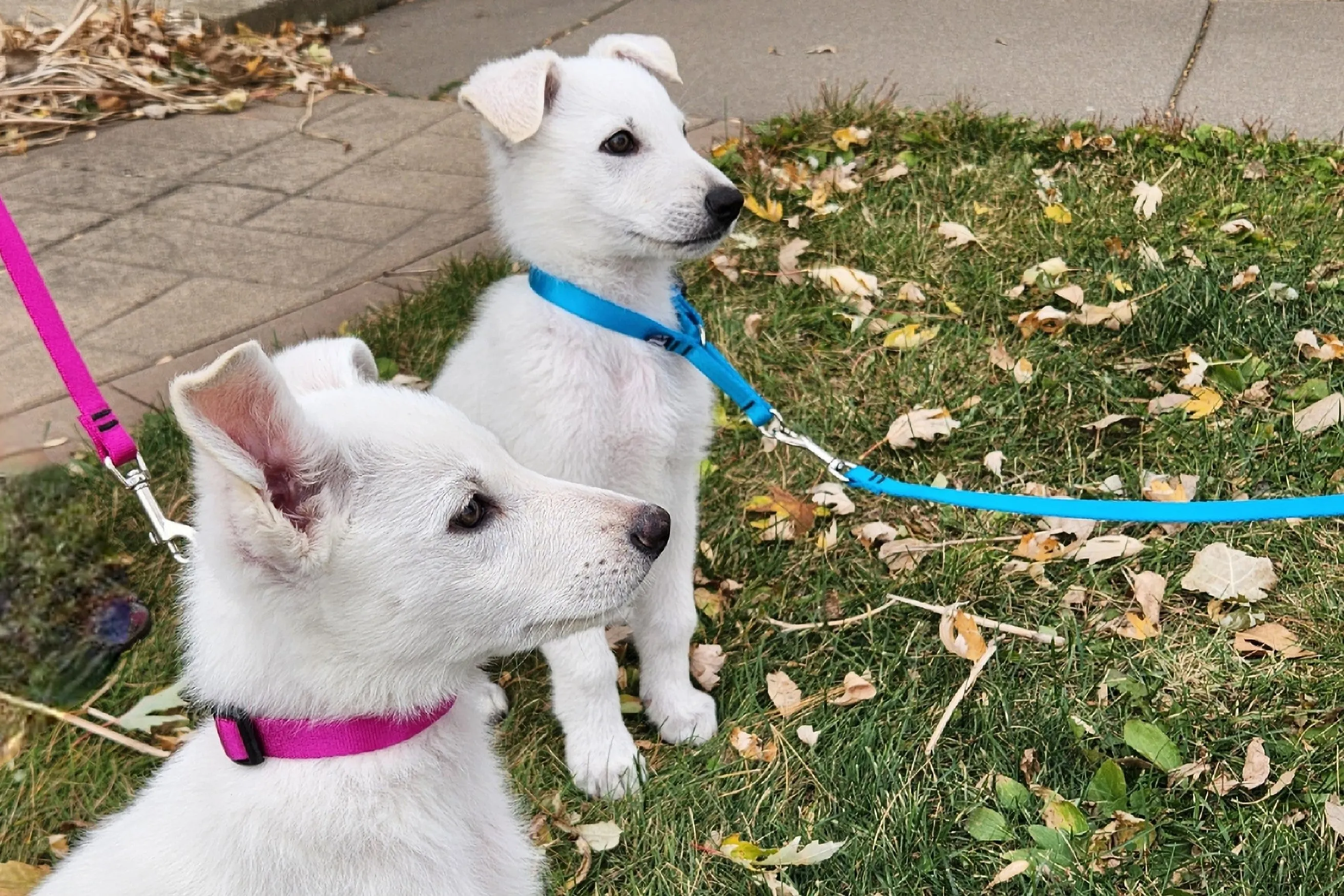 Mes Amis Nylon Snap Leashes