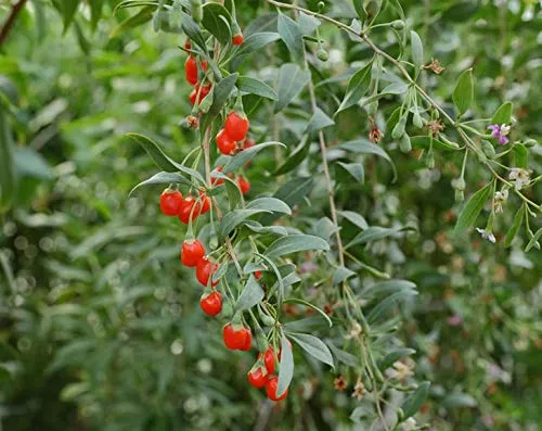 Organic Goji Berries,Sun Dried, Large and Juicy, Non-GMO, Raw, Vegan