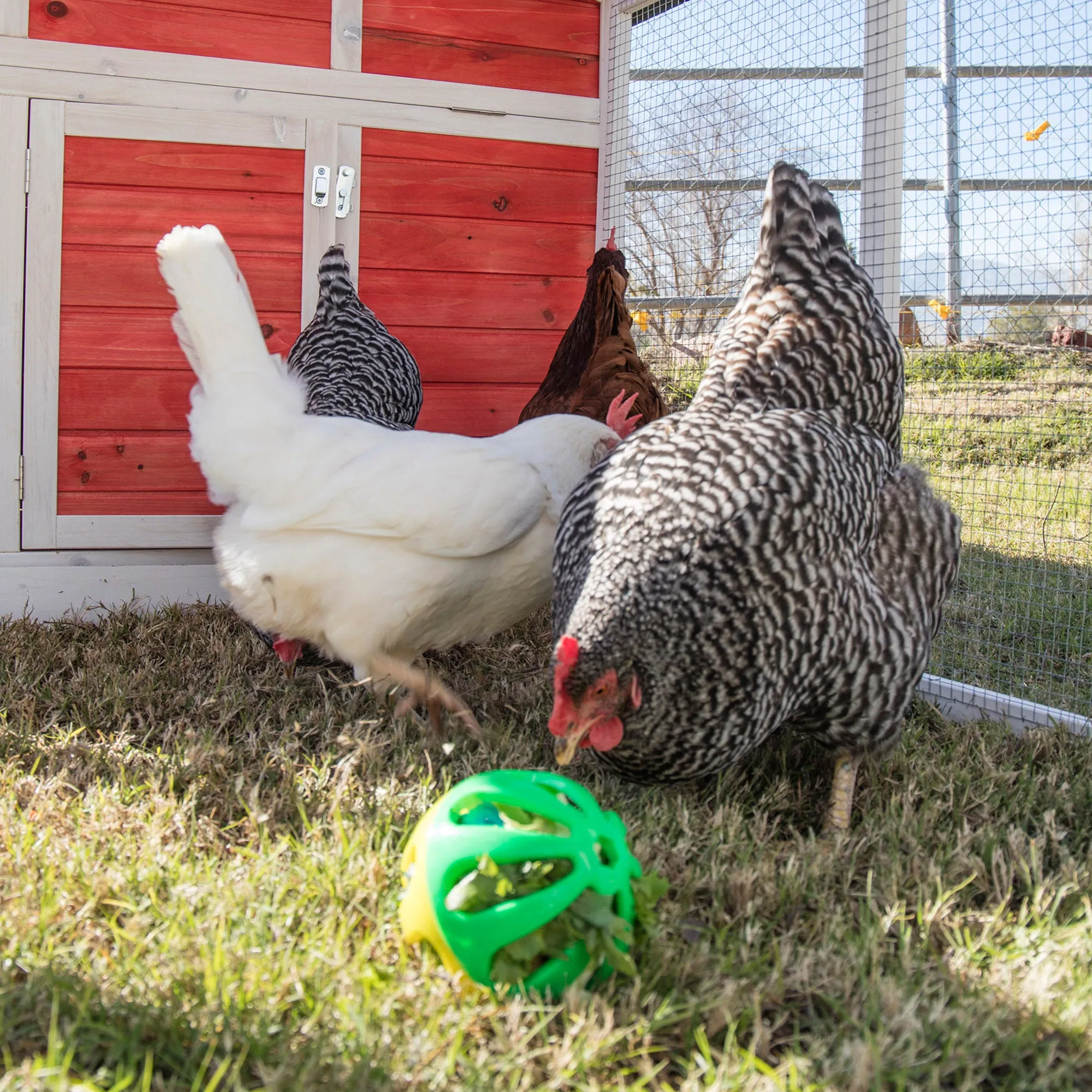 Poultry Peck-n-Play Ball