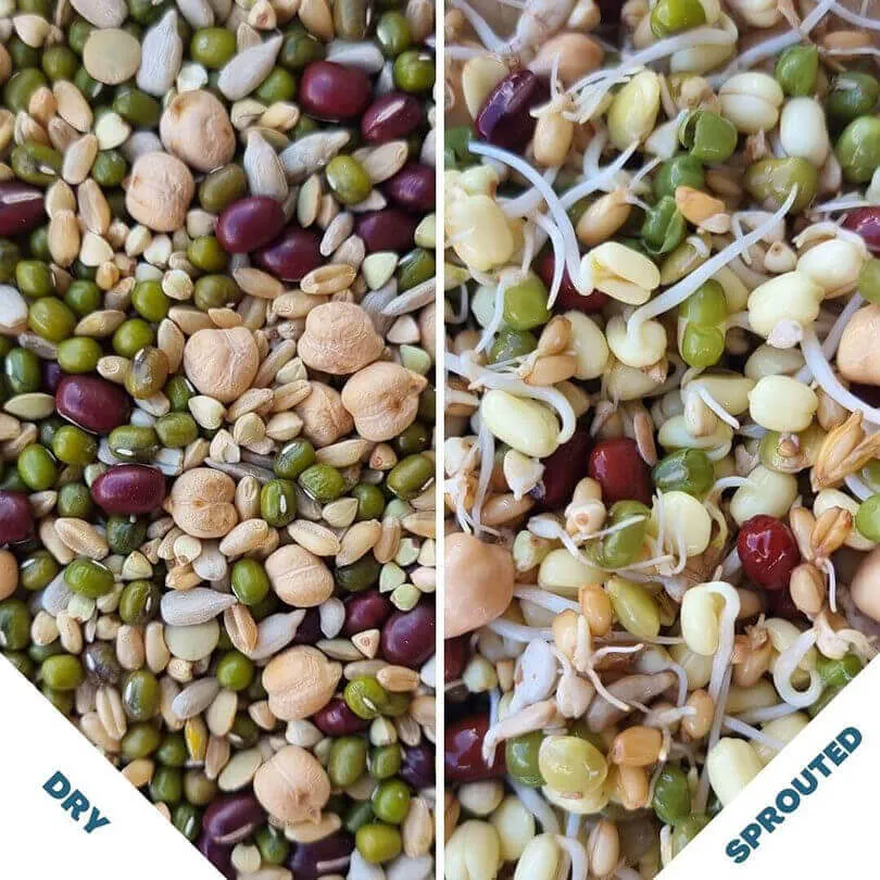 Raw for Birds Sprouting Blend 3kg